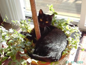 Pandora snuggles in a plant.