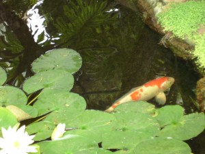 Coi fish pond in The Meditation Garden, Encinitas, CA.